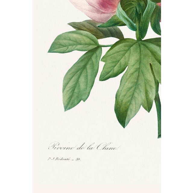 Peony by Pierre-Joseph Redouté, Vintage Botanical Art Print, 12" X 16" For Sale - Image 4 of 7