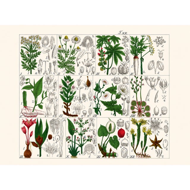 Late 19th Century Rare 1876 German Hand-Colored Botanical Plates From Büchner’s Pflanzen-Atlas — Set of 4 For Sale - Image 5 of 5