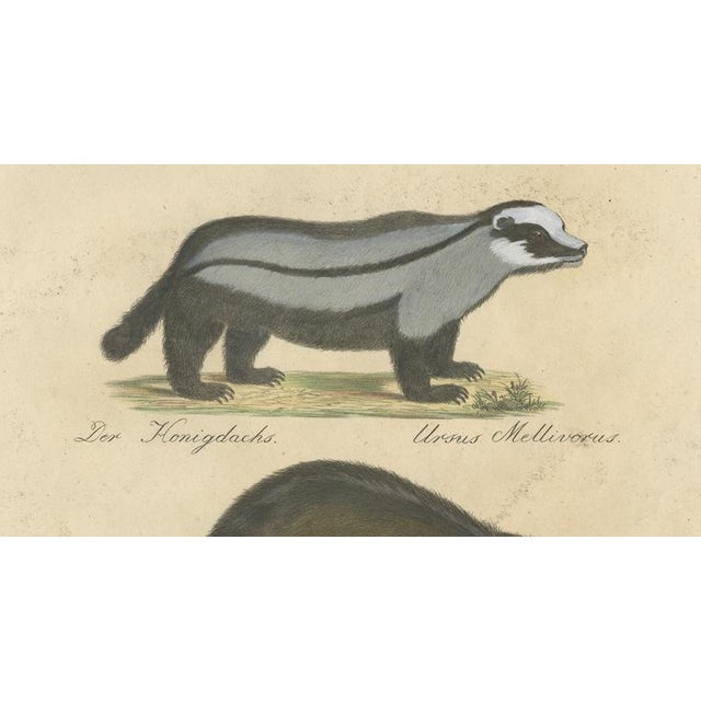 Brodtmann, Raccoon, Honey Badger & Wolverine, Lithograph, 1816 For Sale - Image 4 of 10