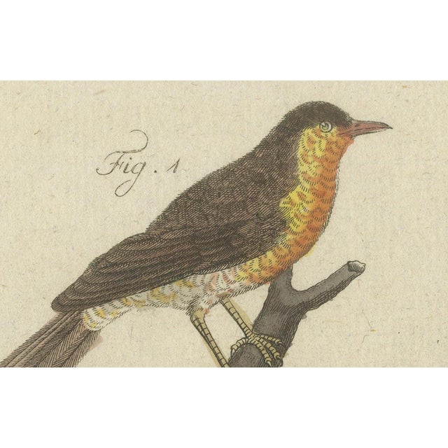 Bertuch, Seven Robins, Bluethroats and Yellowthroats, 1796, Engraving For Sale - Image 9 of 10