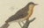 Bertuch, Seven Robins, Bluethroats and Yellowthroats, 1796, Engraving For Sale - Image 9 of 10