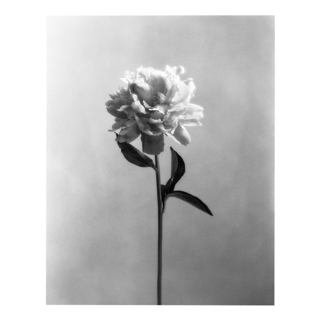Peony no.4 - Analogue Black and White Floral Photography 2022 For Sale