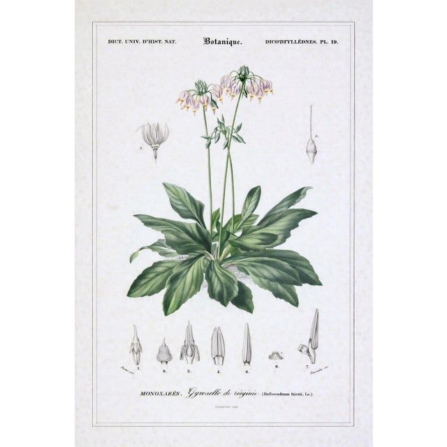Wood Antique French Botanical Engravings, Set of 3 – 1840s Hand-Colored Prints in Gilt Rope Frames For Sale - Image 7 of 17