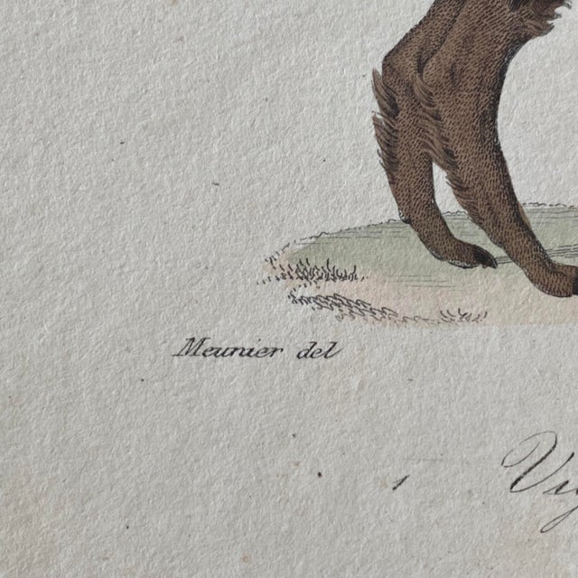 Paper French Antique 18th Century "Lama" Animal Engraving Hand Colored Signed Artwork For Sale - Image 7 of 9