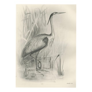 After Lilian Medland, Grey Heron at the Water, 1909, Print For Sale