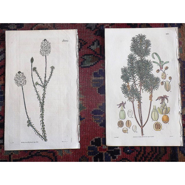 Printmaking Materials Authentic Antique Early 19th Century Hand Colored Copperplate Botanical Engravings - Set of 9 For Sale - Image 7 of 8