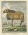 Elegant 1769 morvant ram engraving – hand-coloured buffon dutch edition this impressive hand-coloured 18th-century...