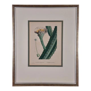 Pierre-Joseph RedoutéRedoute Hand-colored Engraving of Cactus Flowers "Cactus Peruvianus Cierge", 1799 For Sale