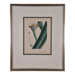 Pierre-Joseph RedoutéRedoute Hand-colored Engraving of Cactus Flowers "Cactus Peruvianus Cierge", 1799