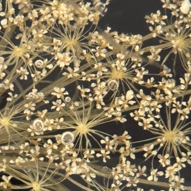 Vintage Botanical Resin Paperweight With Pressed Queen Anne's Lace For Sale - Image 17 of 17