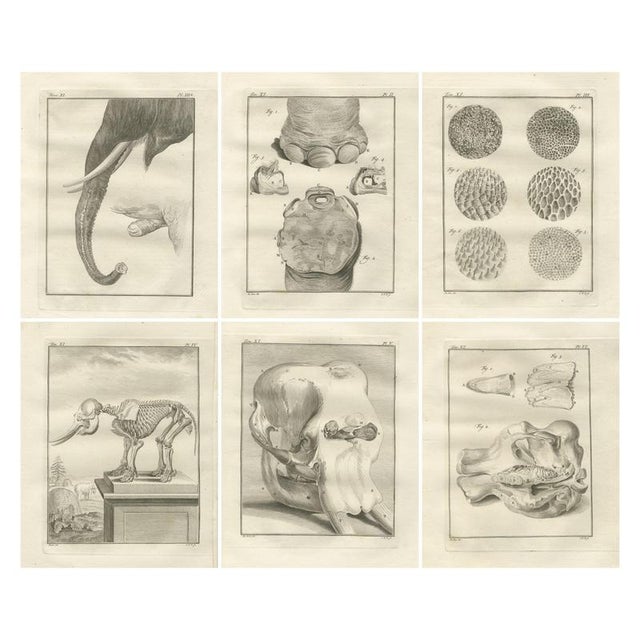 Elephant Anatomy Engravings, 1769, Set of 6 For Sale - Image 9 of 9