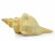 Mid 20th Century Mid 20th Century Vintage Large Natural Horse Conch Shell Nautical Coastal Décor For Sale - Image 5 of 6
