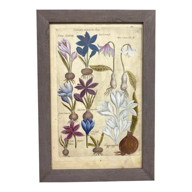 17th Century Botanical Crocus Original Woodcut on Paper, Framed For Sale