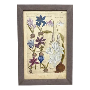 17th Century Botanical Crocus Original Woodcut on Paper, Framed