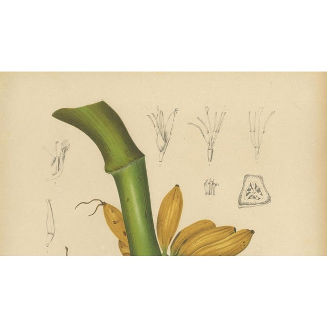 Sheep van Nooten, Banana Botanical, 1880, Chromolithograph For Sale - Image 5 of 9