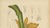 Sheep van Nooten, Banana Botanical, 1880, Chromolithograph For Sale - Image 5 of 9