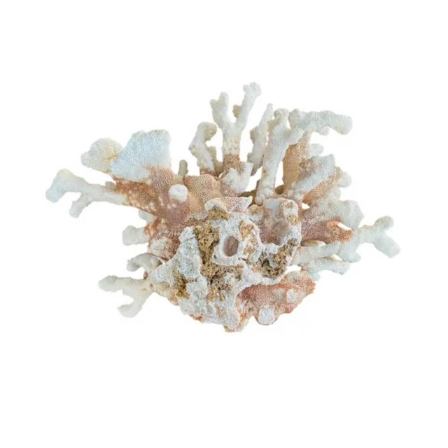 A rare natural white sea coral specimen. The vintage coral is prized for intricate organic form and sculptural presence....