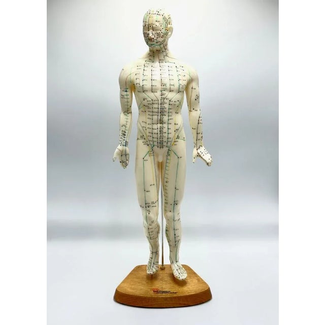 Vintage Vinyl Meridian Model from Newgen Medicals, 1970 For Sale - Image 9 of 10