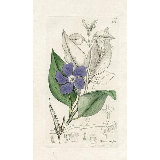 Original hand-colored botanical print from an early edition of “English Botany”, the monumental work by James Sowerby that...