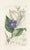 Original hand-colored botanical print from an early edition of “English Botany”, the monumental work by James Sowerby that...