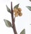 Brown Vintage Italian Tole Espalier / Espaliered Tree Sculpture, Fruit Tree, Birds, Blossoms, & Apples, Manner of Mottahedeh For Sale - Image 8 of 8