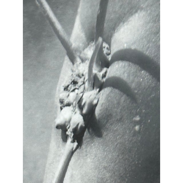 Early 21st Century Eugenia Rendon De Olazabal Espinas Series Cactus Dark Aesthetic Photograph, Framed For Sale - Image 5 of 12