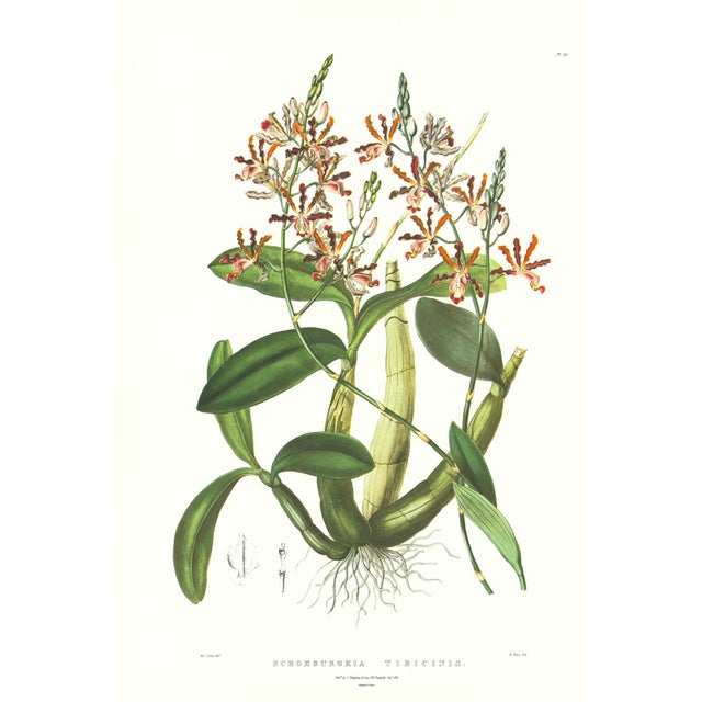 Large 1973 Orchid Flower Lithograph "Schomburgkia Tibicinis" (Trumpeter's Schomburgkia) After James Bateman For Sale