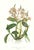 Large 1973 Orchid Flower Lithograph "Schomburgkia Tibicinis" (Trumpeter's Schomburgkia) After James Bateman For Sale