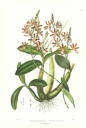 Large 1973 Orchid Flower Lithograph "Schomburgkia Tibicinis" (Trumpeter's Schomburgkia) After James Bateman