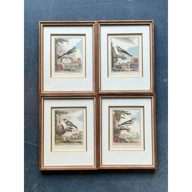 Vintage Regency Bird Prints - Set of 4 For Sale - Image 9 of 10