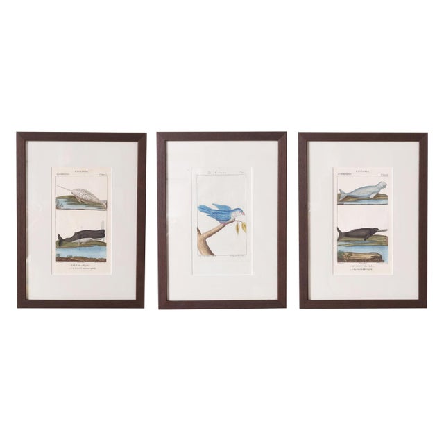 Traditional Antique Zoological Hand Colored Engraving For Sale - Image 3 of 3