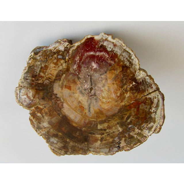 Spectacular and unique fossilized wood stone handle with brass fixation system and screws in brass too. Rare piece of the...