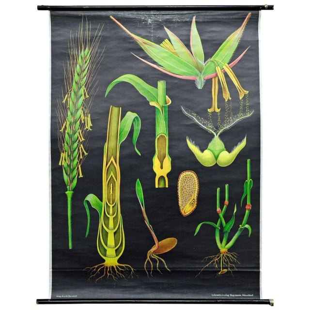 Vintage Rye Rollable Wall Chart Picture Poster by Jung Koch Quentell For Sale - Image 6 of 6