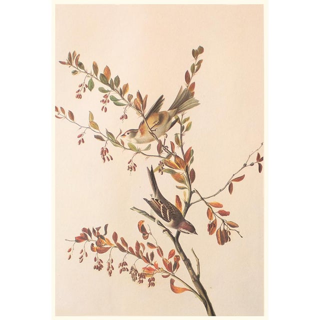 1960s 1966 Vintage Cottage Style Print "Tree Sparrow" After John James Audubon For Sale - Image 5 of 8