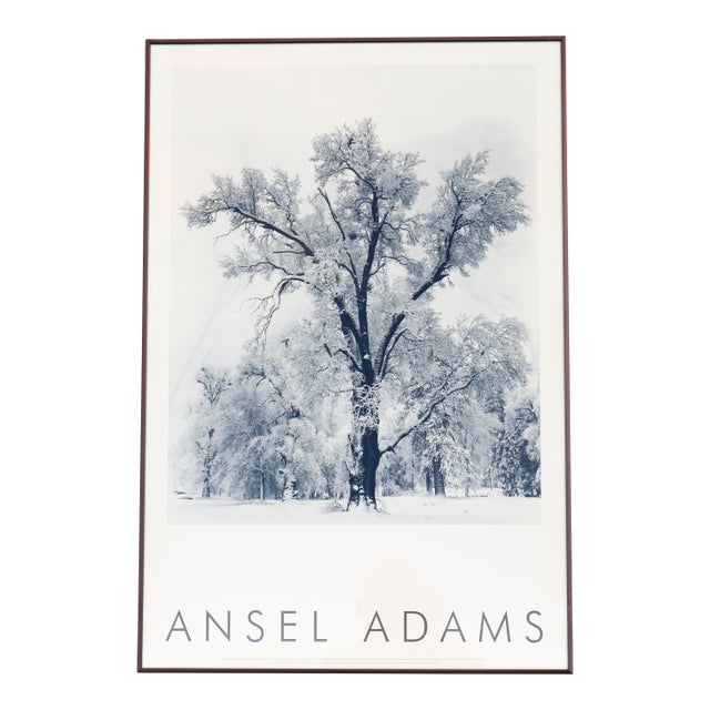 1948 Ansel Adams Oak Tree Snowstorm, Yosemite National Park Photograph Art Print For Sale