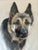 1980s Vintage Pastel Portrait of a German Shepherd Dog For Sale - Image 5 of 7