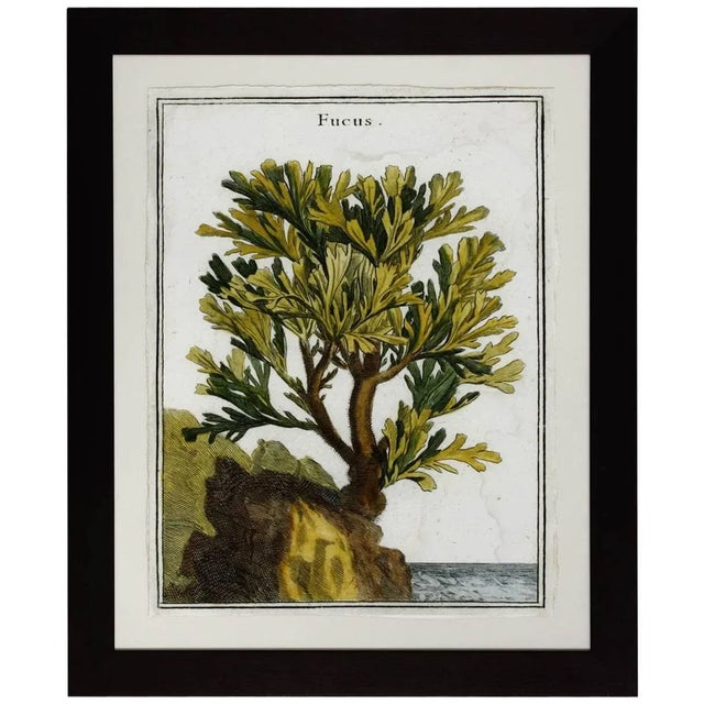 18th Century Botanical Seaweed Print From Natural Curiosities For Sale - Image 13 of 13