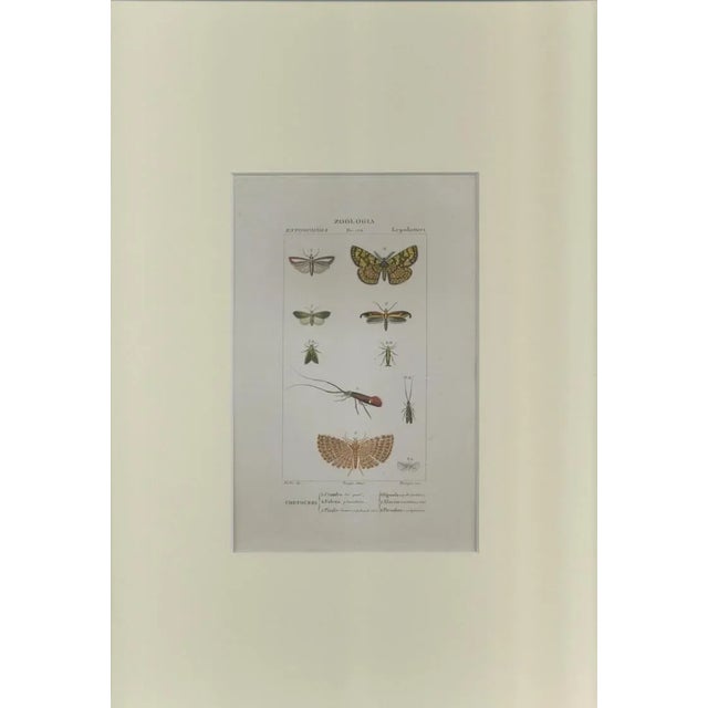 This is one of the illustrations of "Dizionario di scienze naturali" (Natural sciences dictionary) edited by Battelli nel...