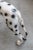 Dalmatian Dog in Resin, 1970s For Sale - Image 4 of 16