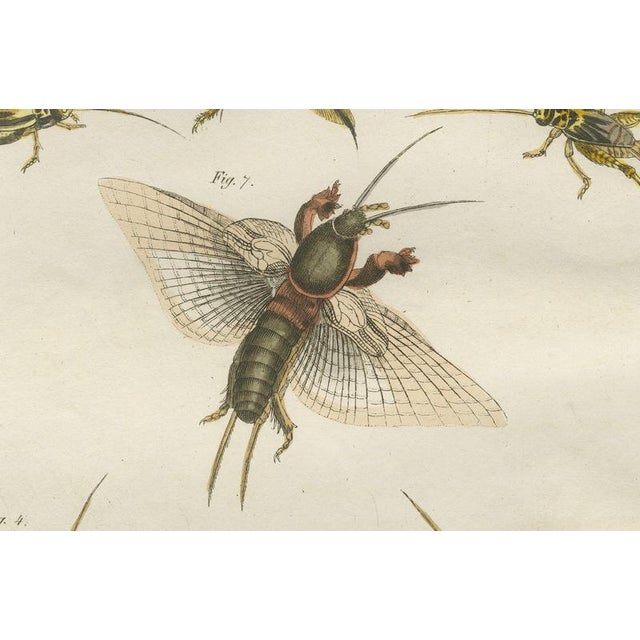 Paper Antique Crickets and Mole Cricket Engraving by Bertuch, 1807 For Sale - Image 7 of 9