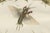 Paper Antique Crickets and Mole Cricket Engraving by Bertuch, 1807 For Sale - Image 7 of 9