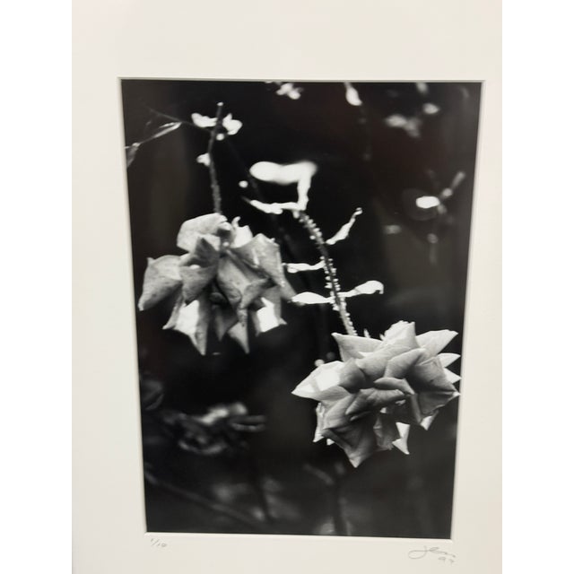 Black Jess Johnston Dozen Roses XI Black & White Photograph Edition 1/10, Framed. For Sale - Image 8 of 12
