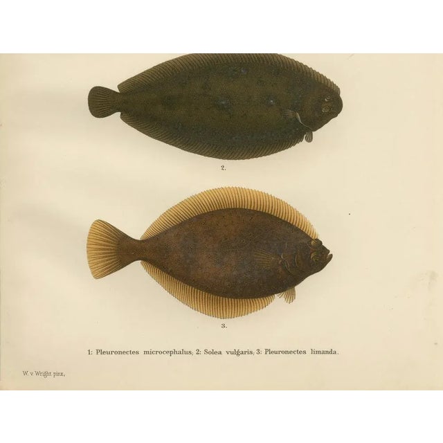 This beautifully detailed 19th-century lithograph from *Skandinaviens Fiskar* showcases three iconic flatfish species from...