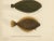 This beautifully detailed 19th-century lithograph from *Skandinaviens Fiskar* showcases three iconic flatfish species from...