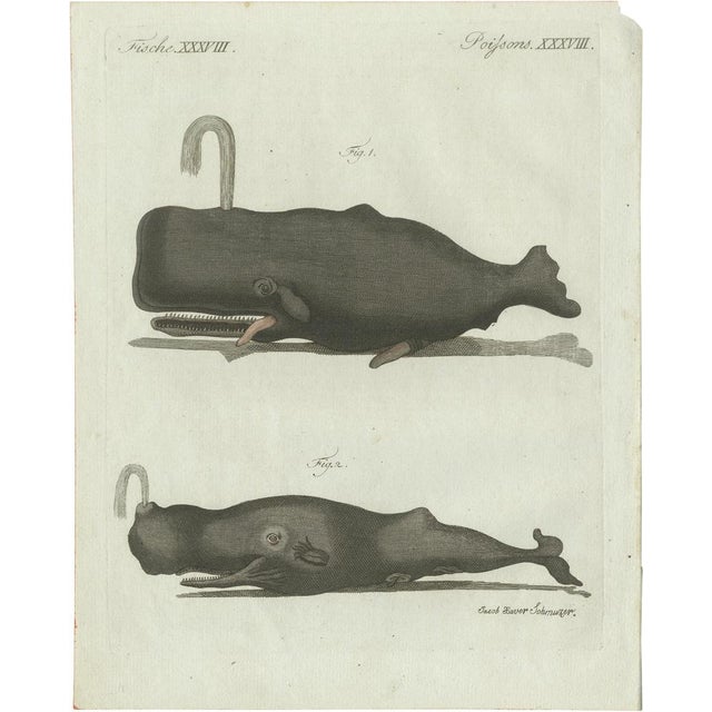Bertuch, Two Sperm Whales, 1800, Engraving For Sale - Image 9 of 9