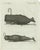 Bertuch, Two Sperm Whales, 1800, Engraving For Sale - Image 9 of 9