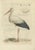 Black J. C. Sepp, Cornelius Nozeman & M. Houttuyn, Large White Stork, 1789, Print For Sale - Image 8 of 8