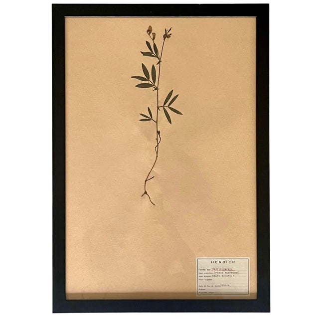 1960s 1965 French Herbarium Botanical Specimens – Set of 9 Custom Framed Pressed Botanicals For Sale - Image 5 of 18