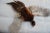 Taxidermy Pheasant in Mid Flight For Sale - Image 4 of 14