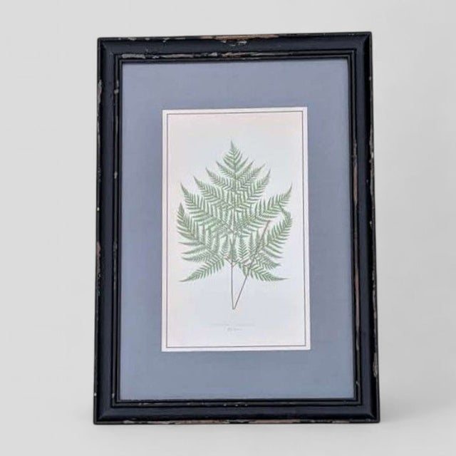 Botanical Fern Book Plates Framed- A Pair For Sale In Charlotte - Image 6 of 14